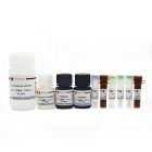 碧云天	c0085s	BeyoClick™ EdU细胞增殖检测试剂盒(DAB法)	50-500次