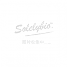 Affinity	DF6657	ARG1 Antibody 	50ul